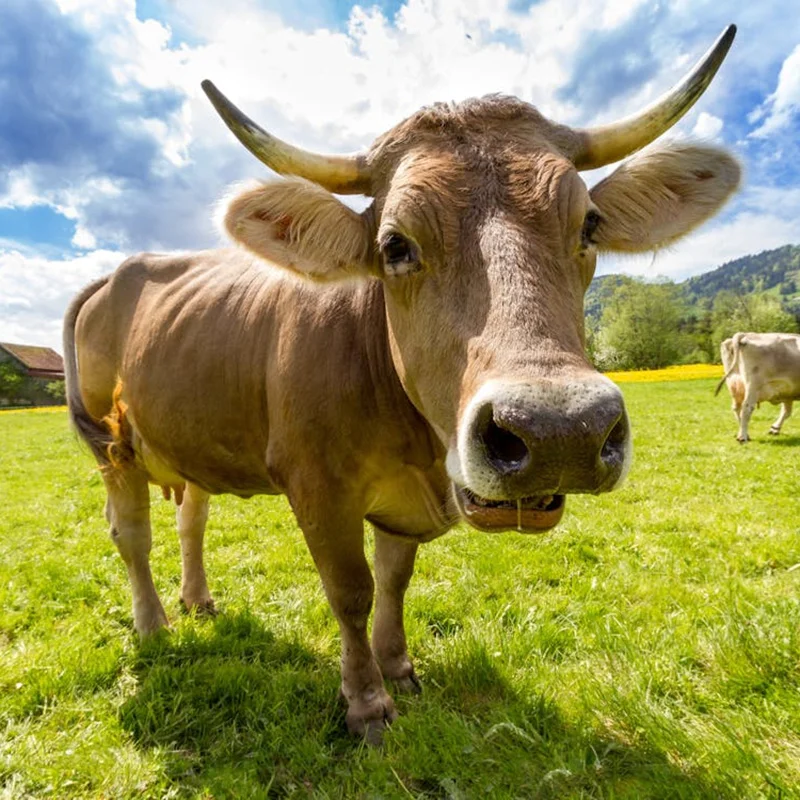 Wendell Berry said it best when he said that “eating is an agricultural act.” Our mission is to change the food system by providing a healthy, fresh alternative to industrial food.